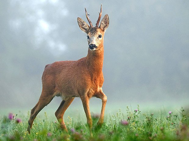 Roe deer enjoying a winter sun | Roe deer, Deer photography, Animals